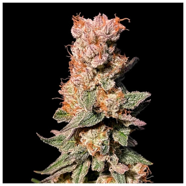 Semillas de marihuana feminizadas Xhale de Elev8