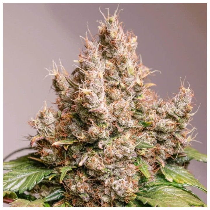 Semillas autoflorecientes Red Tropicana Cookies de Dutch Passion