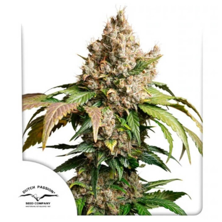 Semillas autoflorecientes Red Tropicana Cookies de Dutch Passion 2