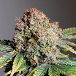 Semillas autoflorecientes Strawberry Soda de Dutch Passion
