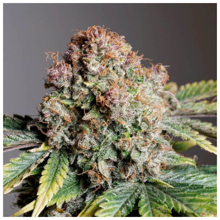 Semillas autoflorecientes Strawberry Soda de Dutch Passion