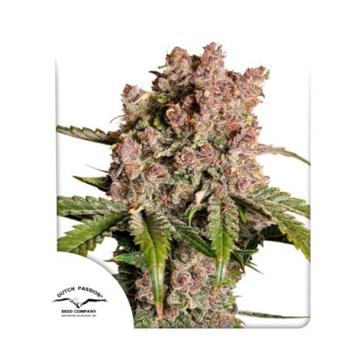 Semillas autoflorecientes Strawberry Soda de Dutch Passion 2