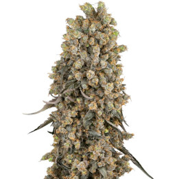 Semillas feminizadas Atomic Blue Dream de Sensi Seeds
