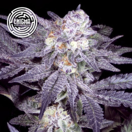 Semillas feminizadas Jealousy 54 de Enigma Genetics