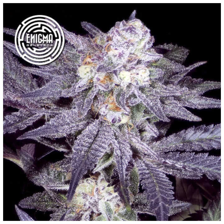Semillas feminizadas Jealousy 54 de Enigma Genetics
