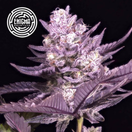 Semillas feminizadas La Kush Cake de Enigma Genetics