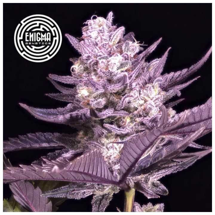 Semillas feminizadas La Kush Cake de Enigma Genetics