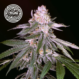 Semillas feminizadas Rozay de Enigma Genetics
