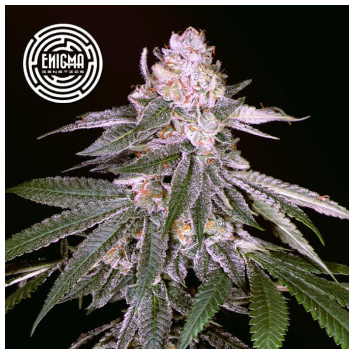 Semillas feminizadas Rozay de Enigma Genetics