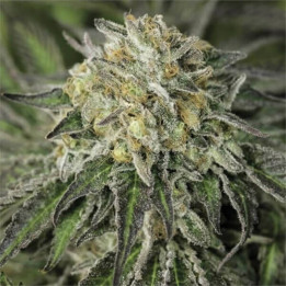 Semillas feminizadas de marihuana Amherst Sour Diesel de Humboldt Seeds Organization