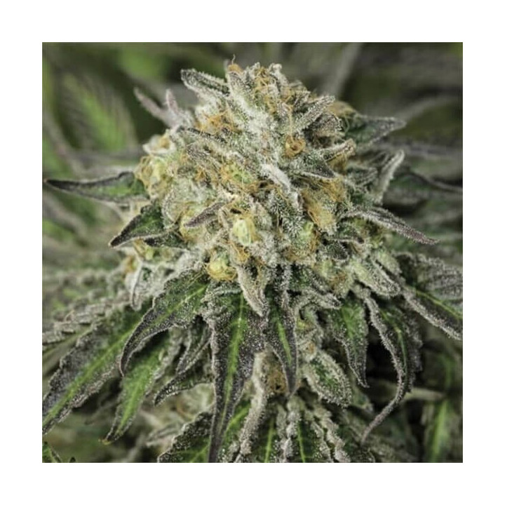 Semillas feminizadas de marihuana Amherst Sour Diesel de Humboldt Seeds Organization