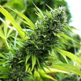 Semillas feminizadas de marihuana Banana Sapphire de Humboldt Seeds Organization