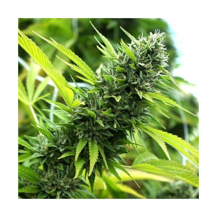 Semillas feminizadas de marihuana Banana Sapphire de Humboldt Seeds Organization