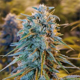Semillas feminizadas de marihuana Blue Dream de Humboldt Seeds Organization