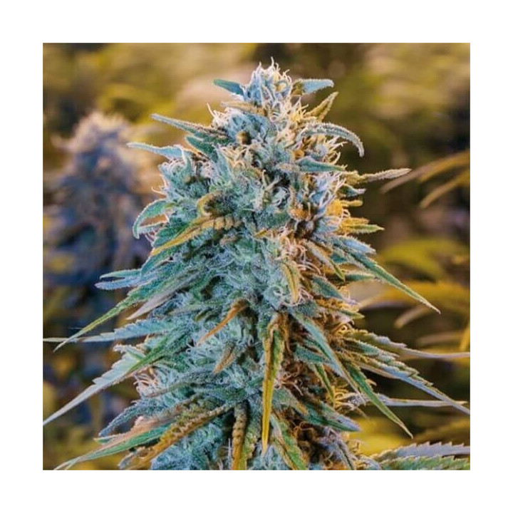 Semillas feminizadas de marihuana Blue Dream de Humboldt Seeds Organization