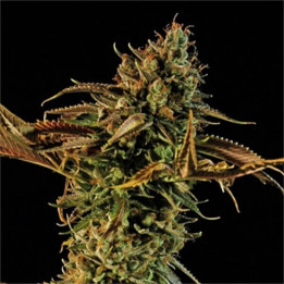 Semillas feminizadas de marihuana Blueberry Headband de Humboldt Seeds Organization