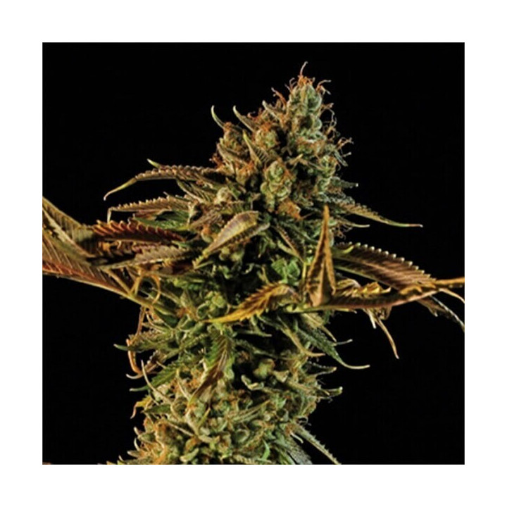 Semillas feminizadas de marihuana Blueberry Headband de Humboldt Seeds Organization
