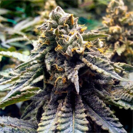 Semillas feminizadas de marihuana Chocolate Mint Og 2.0 de Humboldt Seeds Organization