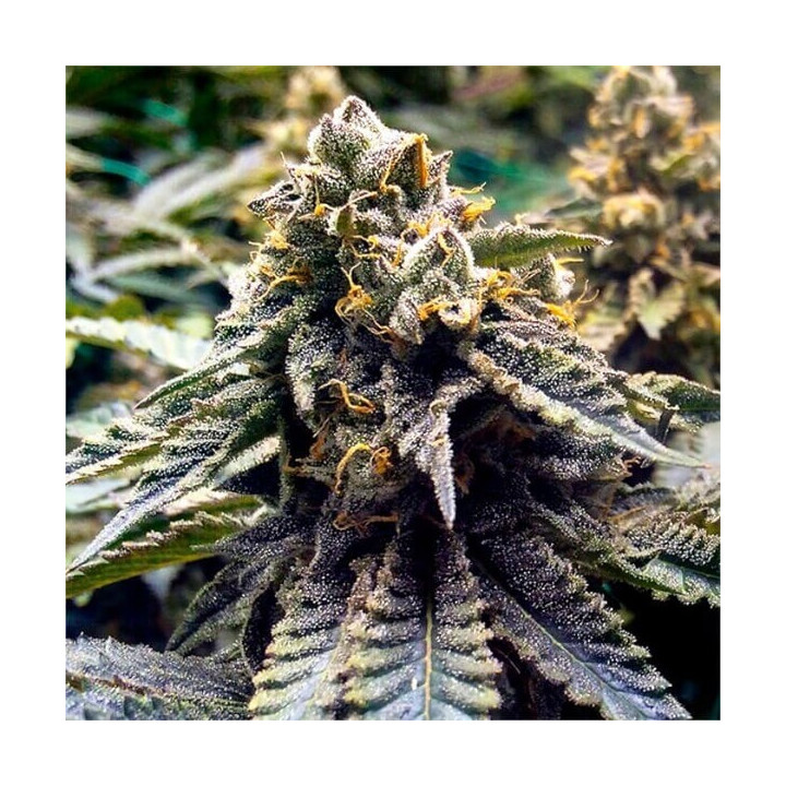 Semillas feminizadas de marihuana Chocolate Mint Og 2.0 de Humboldt Seeds Organization