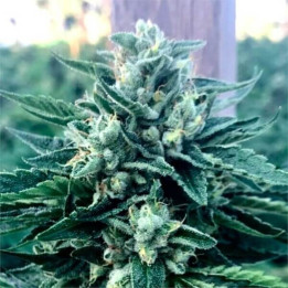 Semillas feminizadas de marihuana Cinnamon Buddha de Humboldt Seeds Organization