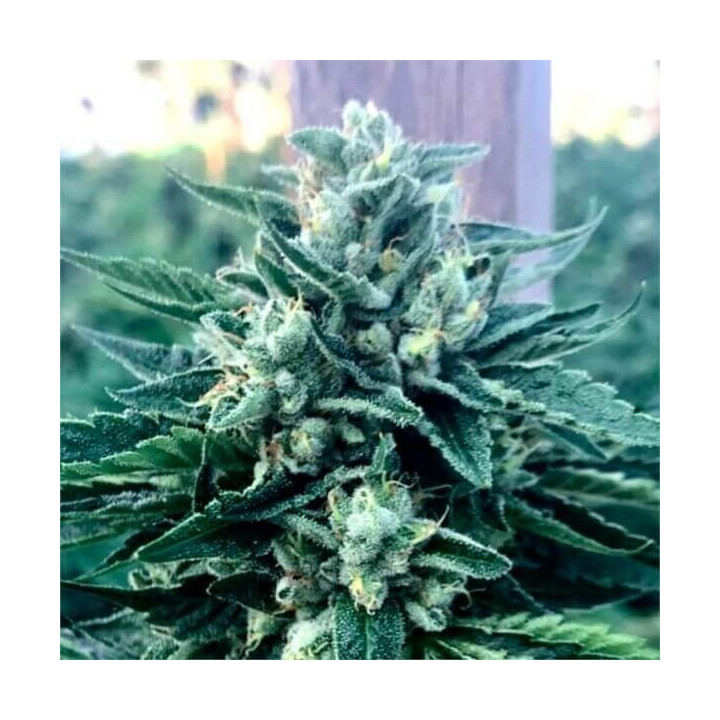 Semillas feminizadas de marihuana Cinnamon Buddha de Humboldt Seeds Organization