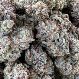 Semillas feminizadas de marihuana Double Fire Headband de Humboldt Seeds Organization