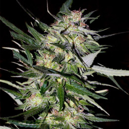 Jack Plant (Advanced Seeds)