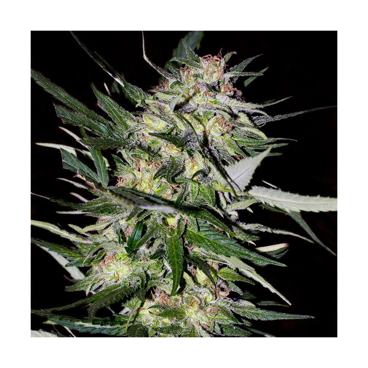 Jack Plant (Advanced Seeds)