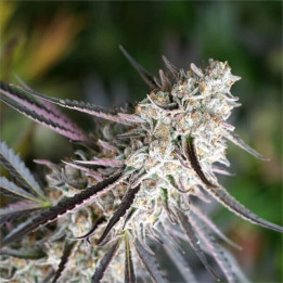 Semillas feminizadas de marihuana Florida Gaspack de Humboldt Seeds Organization