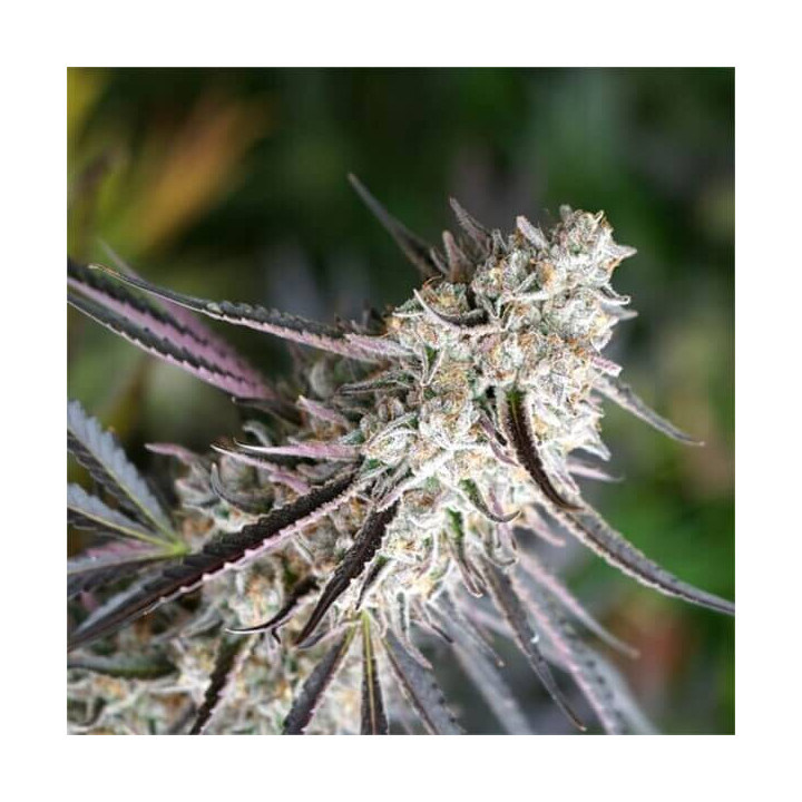 Semillas feminizadas de marihuana Florida Gaspack de Humboldt Seeds Organization