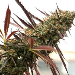 Semillas feminizadas de marihuana Ghost of NYC de Humboldt Seeds Organization