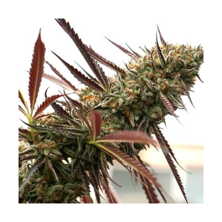 Semillas feminizadas de marihuana Ghost of NYC de Humboldt Seeds Organization