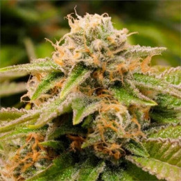 Semillas feminizadas de marihuana Gorilla Breath de Humboldt Seeds Organization