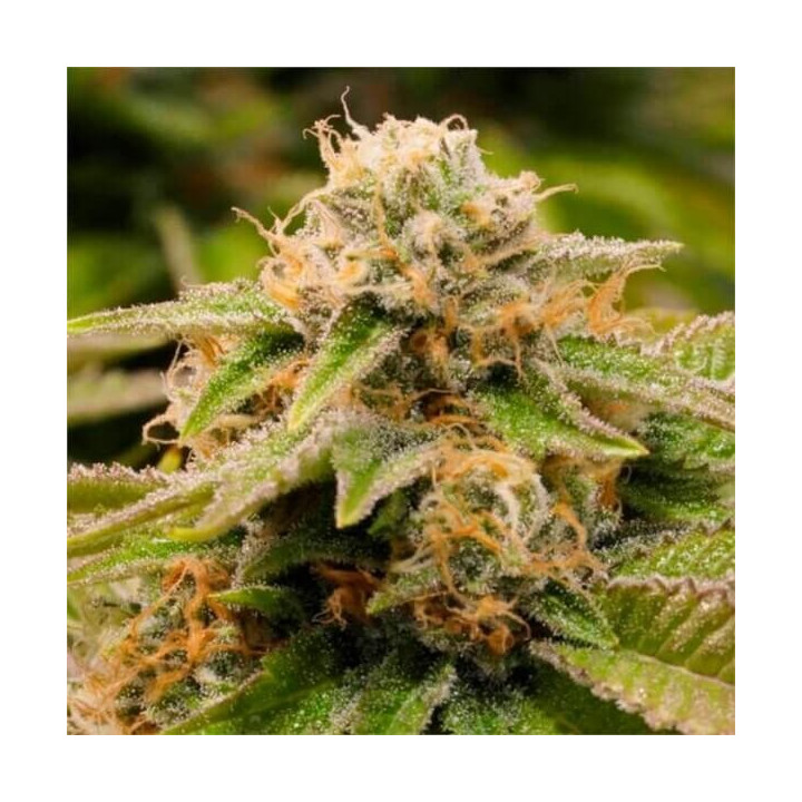 Semillas feminizadas de marihuana Gorilla Breath de Humboldt Seeds Organization