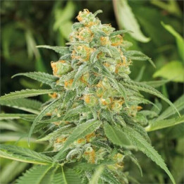Semillas feminizadas de marihuana Green Crack 2.0 de Humboldt Seeds Organization
