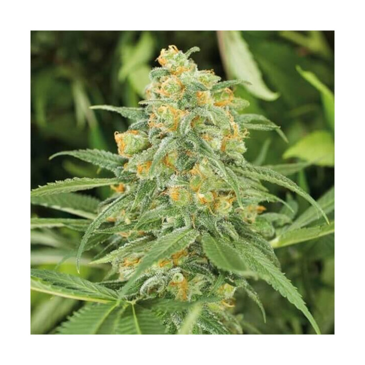 Semillas feminizadas de marihuana Green Crack 2.0 de Humboldt Seeds Organization