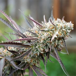 Semillas feminizadas de marihuana Ice Cream Cake Fast Flowering de Humboldt Seeds Organization