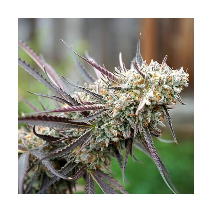 Semillas feminizadas de marihuana Ice Cream Cake Fast Flowering de Humboldt Seeds Organization