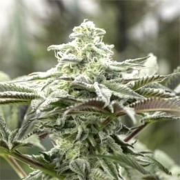 Semillas de marihuana feminizadas Lemon Citron de Humboldt Seeds Organization