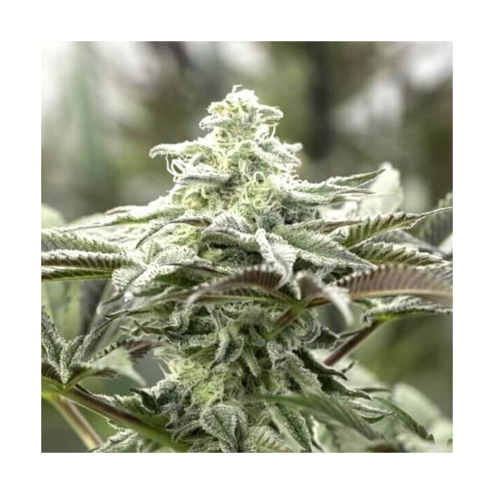 Semillas de marihuana feminizadas Lemon Citron de Humboldt Seeds Organization
