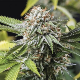 Semillas de marihuana feminizadas Mango Sapphire de Humboldt Seeds Organization
