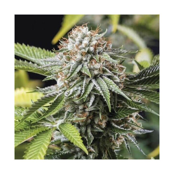 Semillas de marihuana feminizadas Mango Sapphire de Humboldt Seeds Organization
