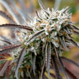 Semillas de marihuana feminizadas Mendo Gaspak de Humboldt Seeds Organization