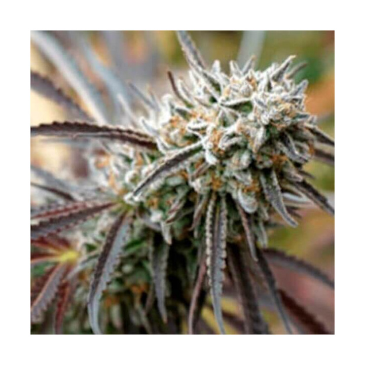 Semillas de marihuana feminizadas Mendo Gaspak de Humboldt Seeds Organization