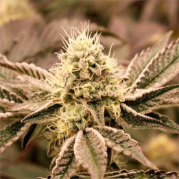 Semillas de marihuana feminizadas Mouth Wash de Humboldt Seeds Organization