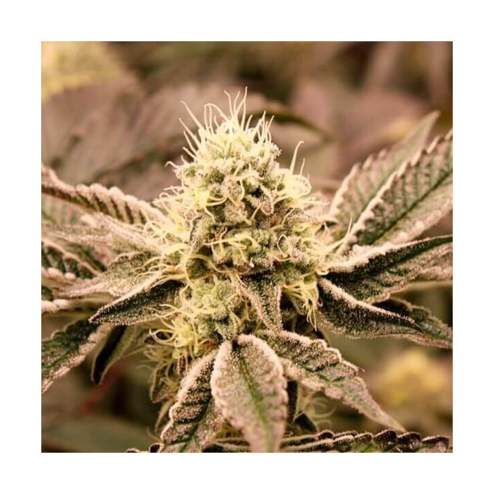 Semillas de marihuana feminizadas Mouth Wash de Humboldt Seeds Organization