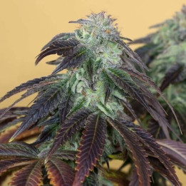 Semillas de marihuana feminizadas Og Kush de Humboldt Seeds Organization