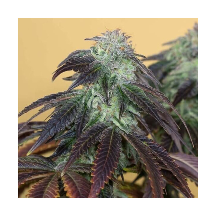 Semillas de marihuana feminizadas Og Kush de Humboldt Seeds Organization