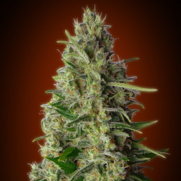 Kali 47 (Advanced Seeds)