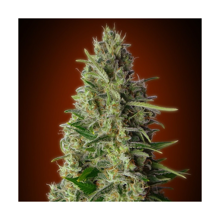 Kali 47 (Advanced Seeds)